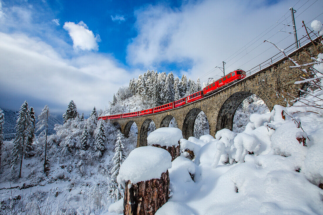 Bernina Express passes through the snowy woods around Filisur, Canton of Grisons Graubunden, Switzerland, Europe