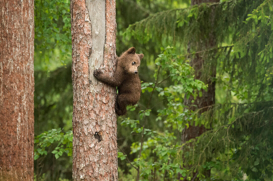 Brown bear cub Ursus arctos tree climbing, Finland, Scandinavia, Europe