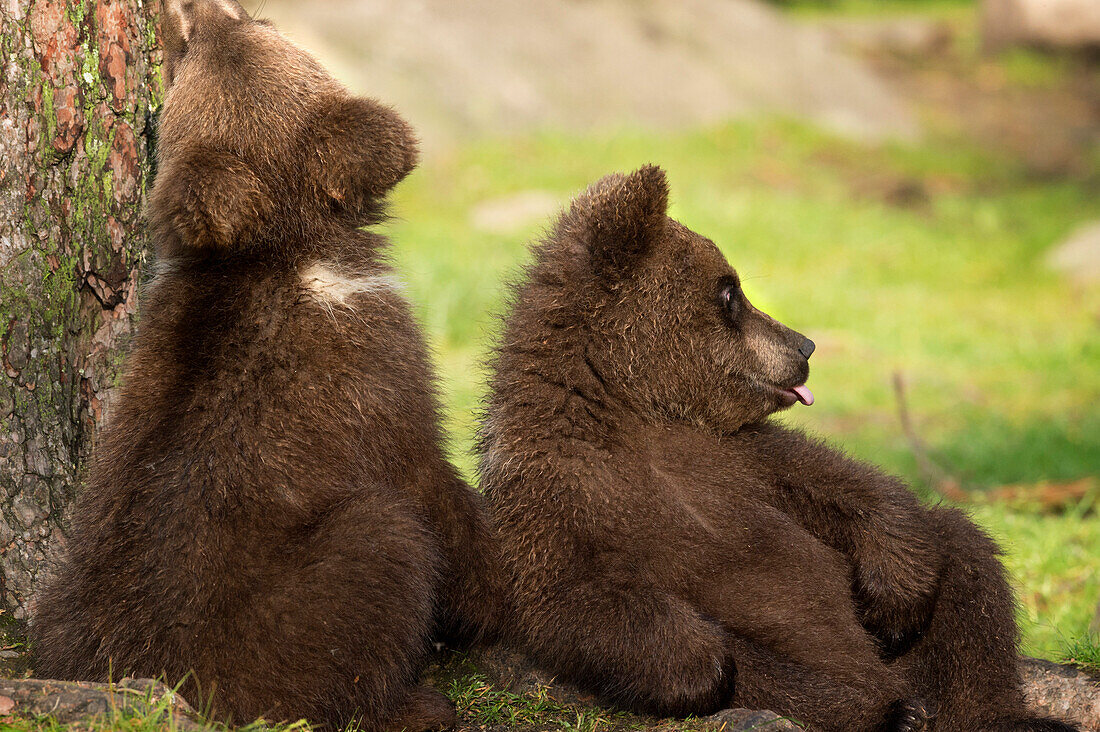 Brown bear cubs Ursus arctos, Finland, Scandinavia, Europe