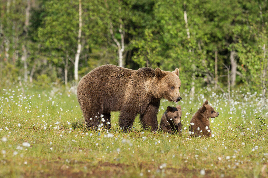 Family and cubs, brown bear Ursus arctos, Kuhmo, Finland, Scandinavia, Europe