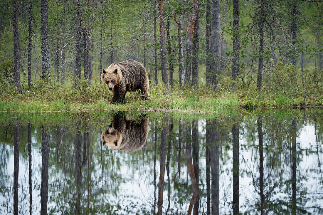 Brown bear Ursus arctos, Kuhmo, Finland, Scandinavia, Europe