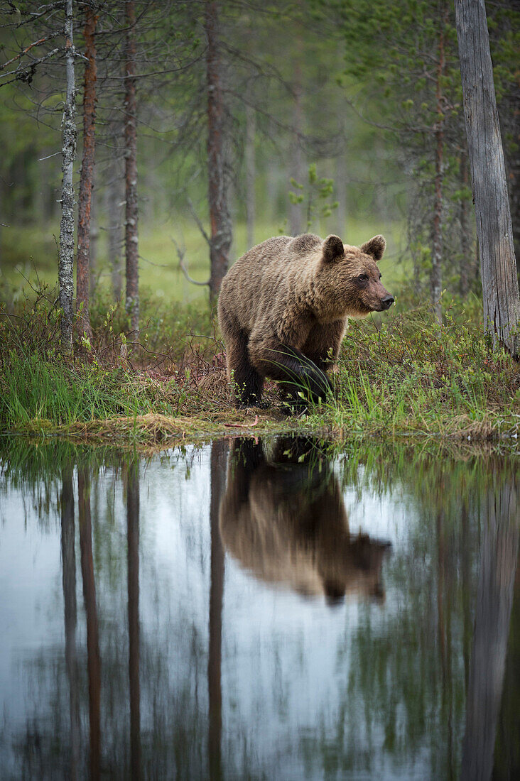 Brown bear Ursus arctos, Kuhmo, Finland, Scandinavia, Europe