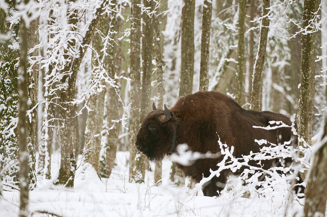 European bison Bison bonasus bull with radio tracking collar, standing in snow covered forest habitat in February, Bialowieza National Park, Podlaskie Voivodeship, Poland, Europe