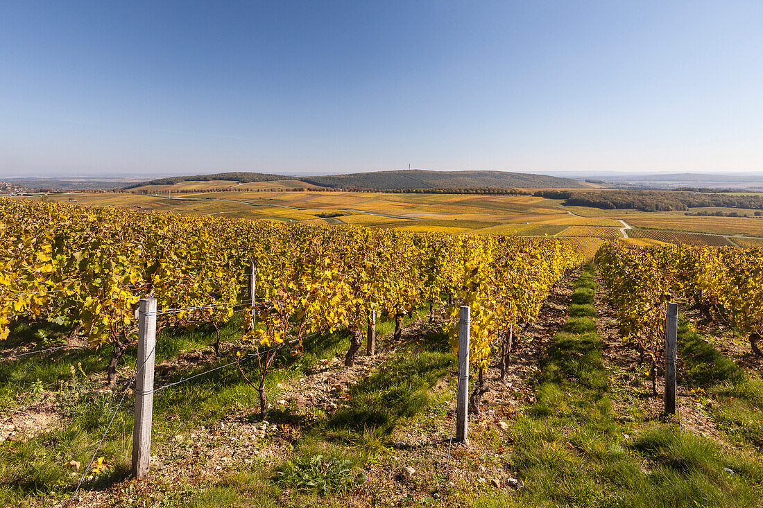 Autumn color in the vineyards of Sancerre, Cher, Centre, France, Europe
