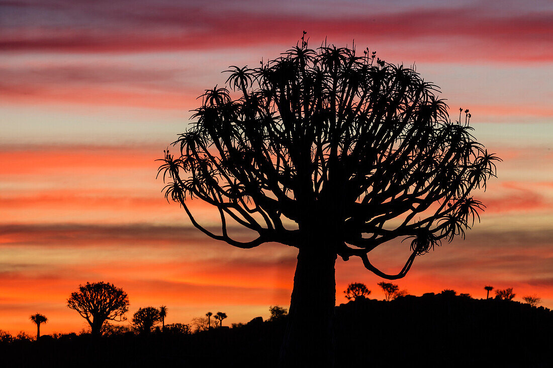 Silhouette of quiver tree in sunset sky