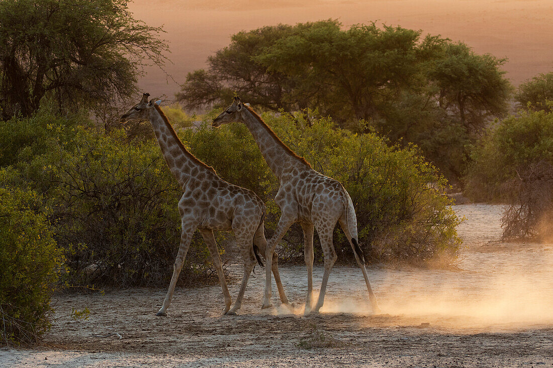 Giraffes walking in savanna field