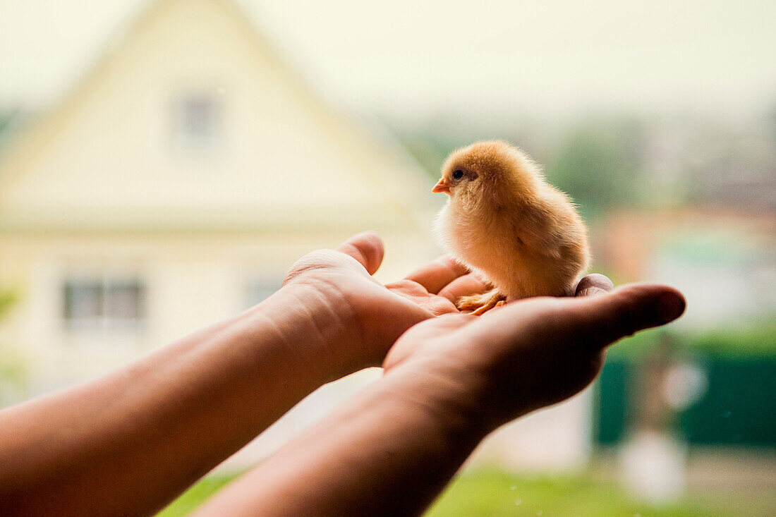 Hands holding chick