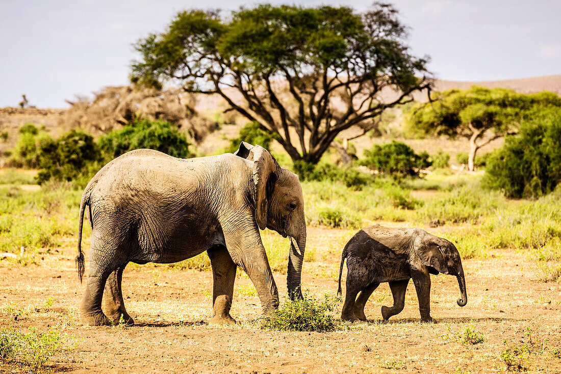 Elephant and calf walking in sand
