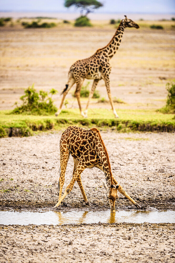 Giraffe drinking at water hole