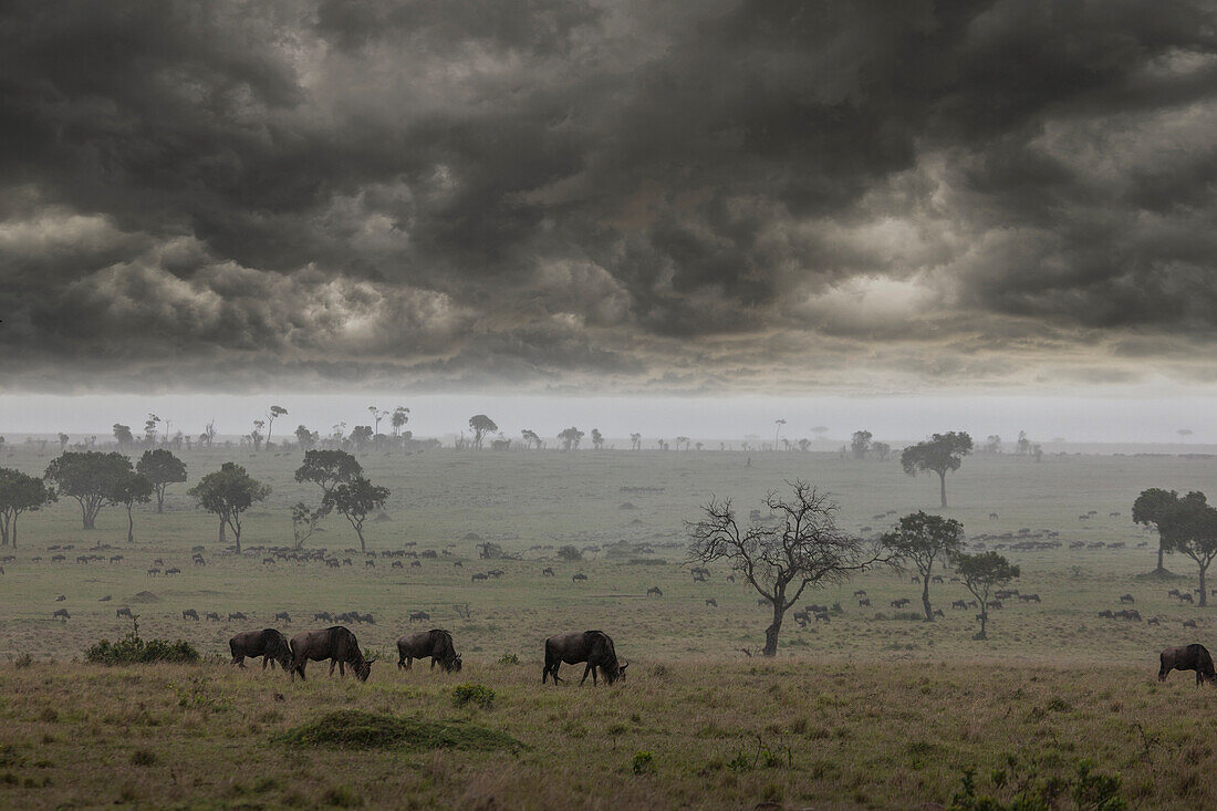 Storm clouds over savanna field