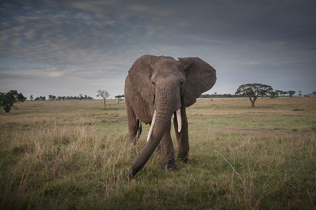 Elephant walking in savanna field