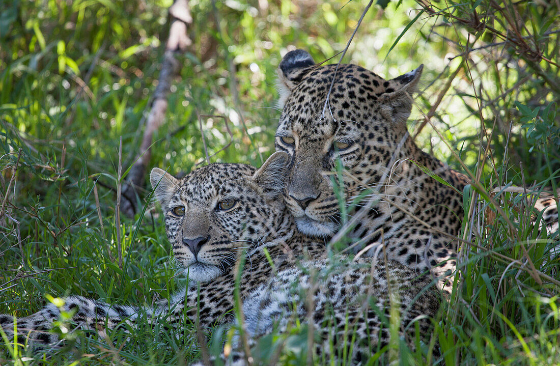 Leopards laying in grass