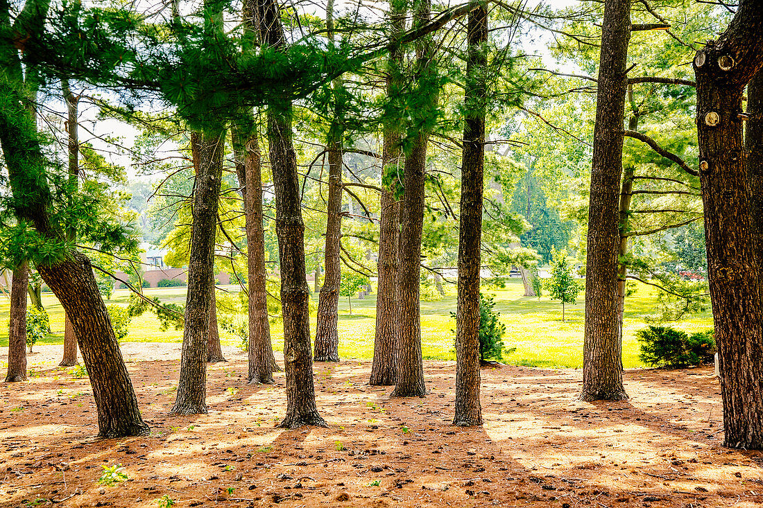 Trees growing in sunny forest