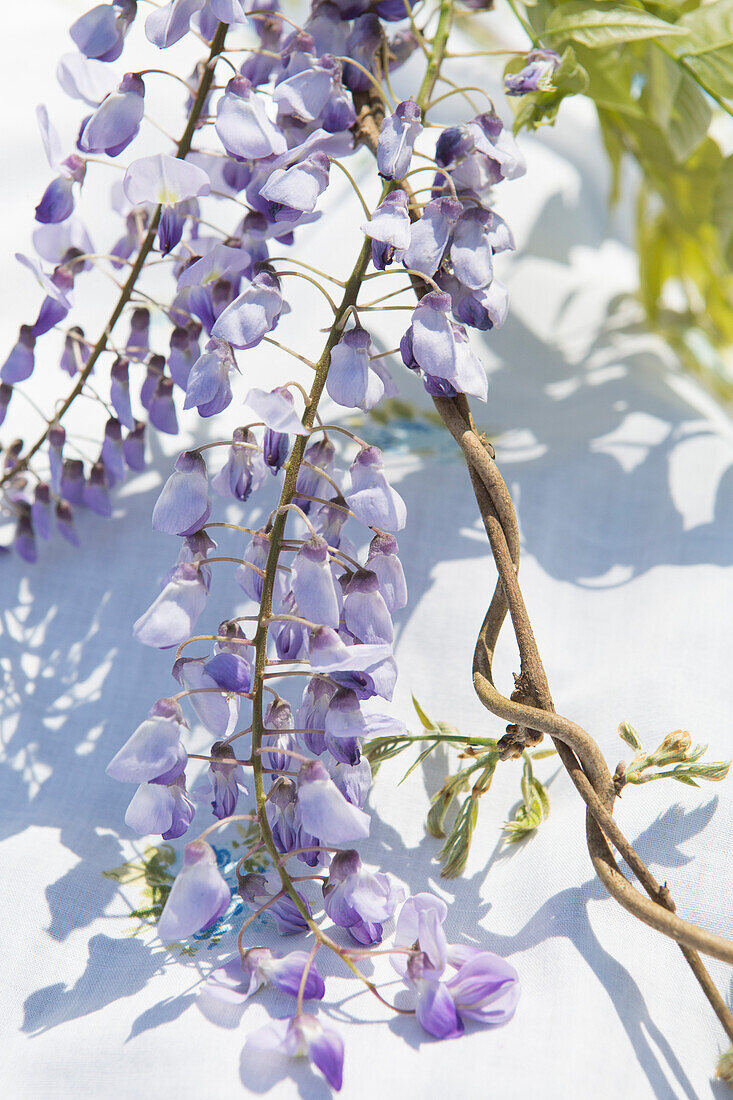 Wisteria Flowers, Close-Up