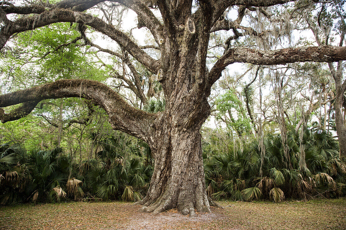 2, 000 Year Old Oak Tree, Ormand, Florida, USA