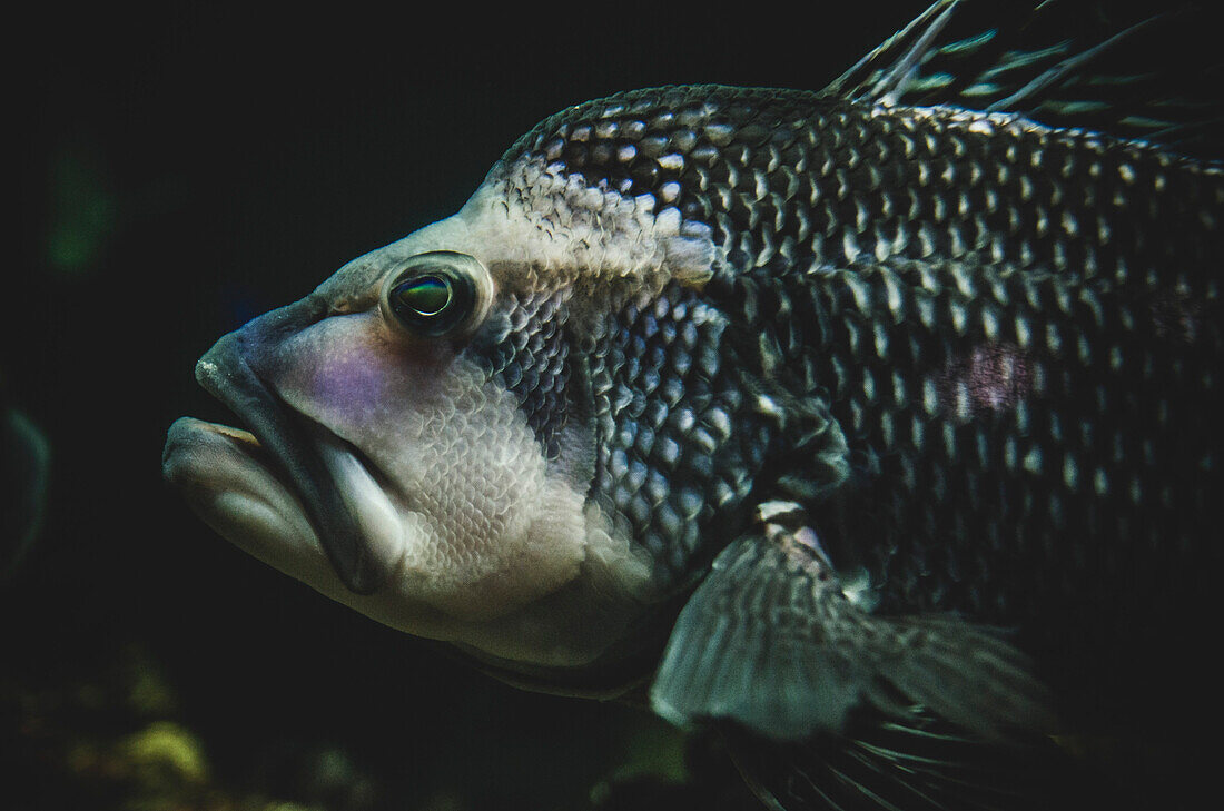 Close-up of Fish Head, National Aquarium, Baltimore, Maryland, USA