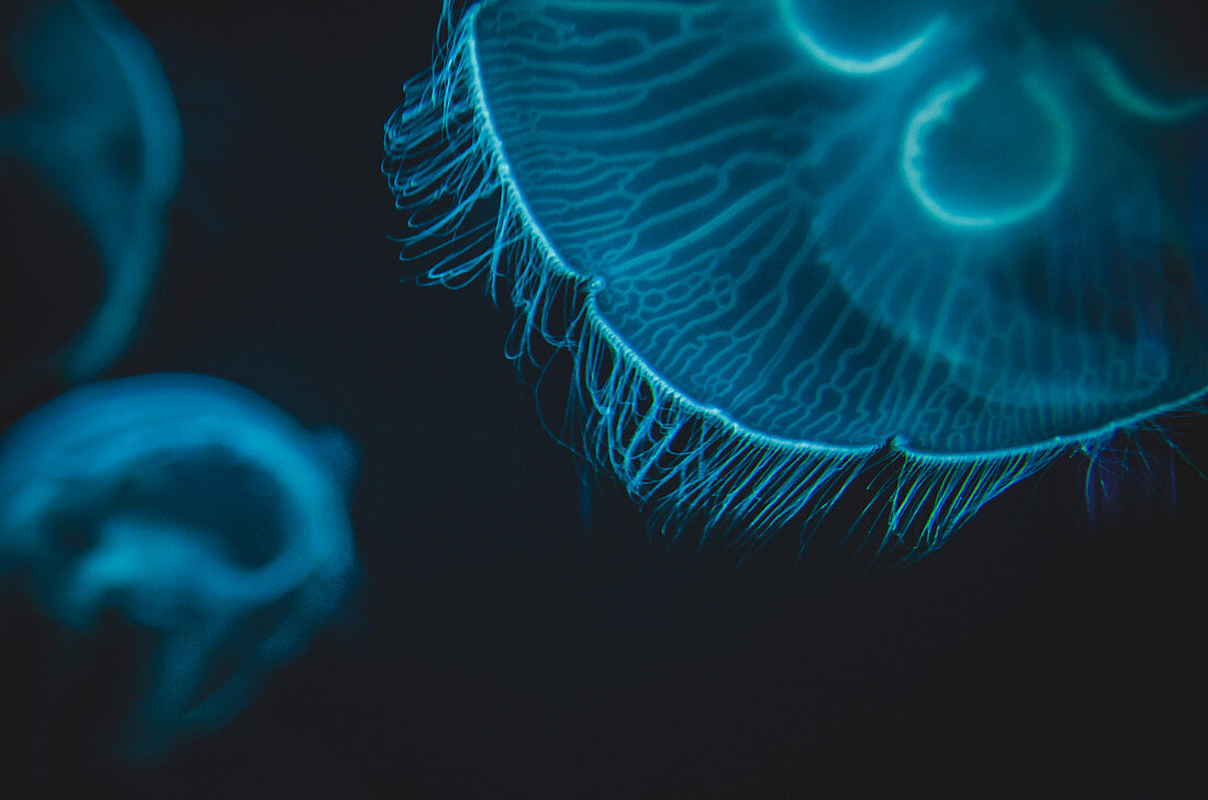 Close-up Detail of Moon Jellyfish, National Aquarium, Baltimore, Maryland, USA