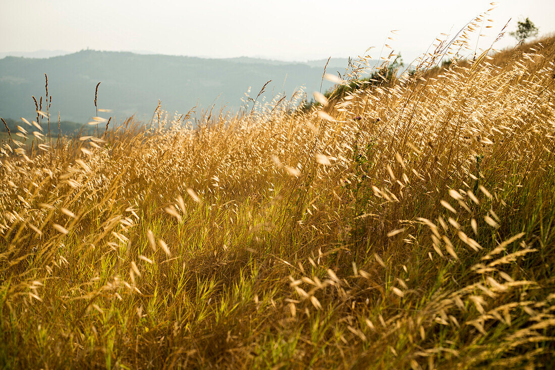 Field of Grain at Sunset