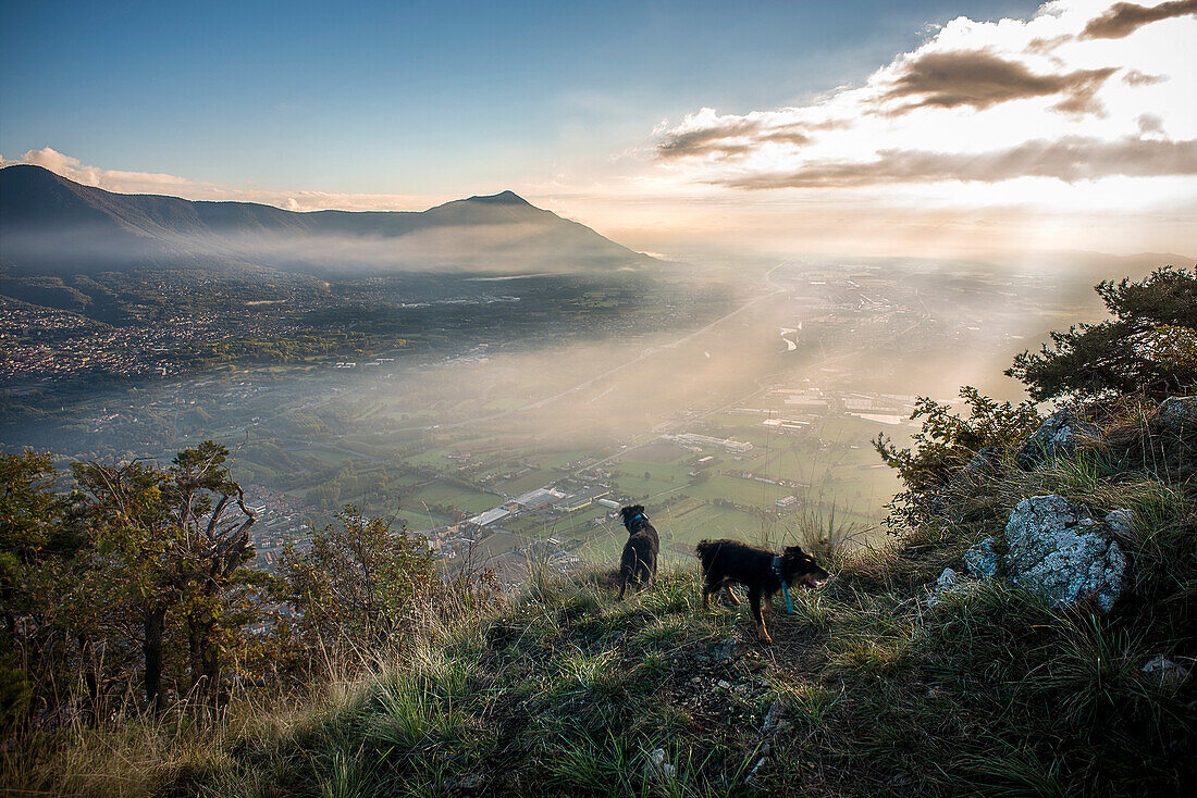 Two Hunting Dogs on Cliff Overlooking Susa Valley, Piedmont, Italy