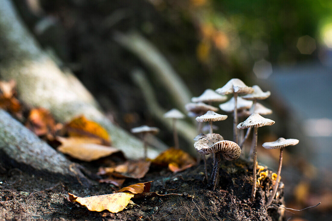 Wild Mushrooms in Woods