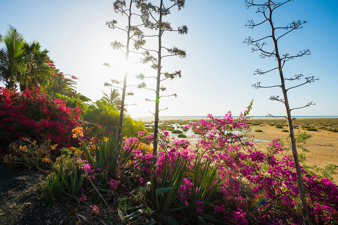 Bougainvillea, Playa de Sotavento, zwischen Jandia und Costa Calma, Fuerteventura, Kanarische Inseln, Spanien