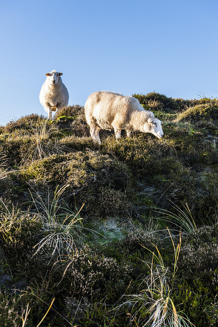 Schafe im Naturschutzgebiet am Ellebogen, Insel Sylt, Schleswig-Holstein, Norddeutschland, Deutschland