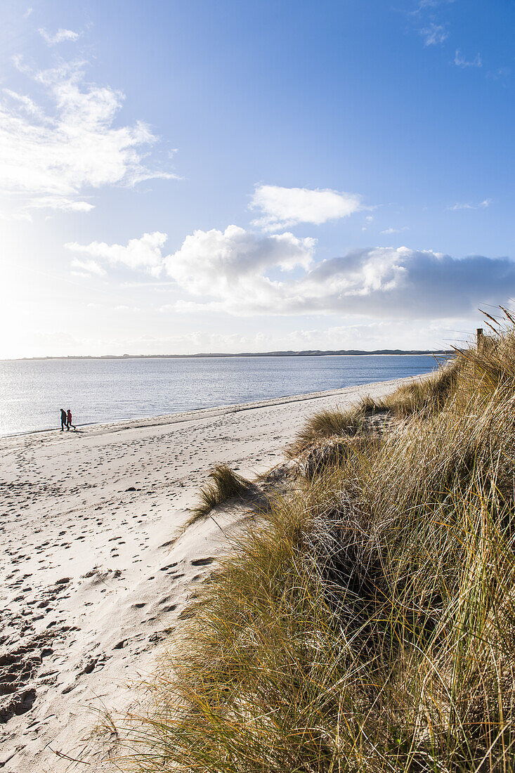 Nature reserve at Ellenbogen, island of Sylt, Schleswig-Holstein, north Germany, Germany