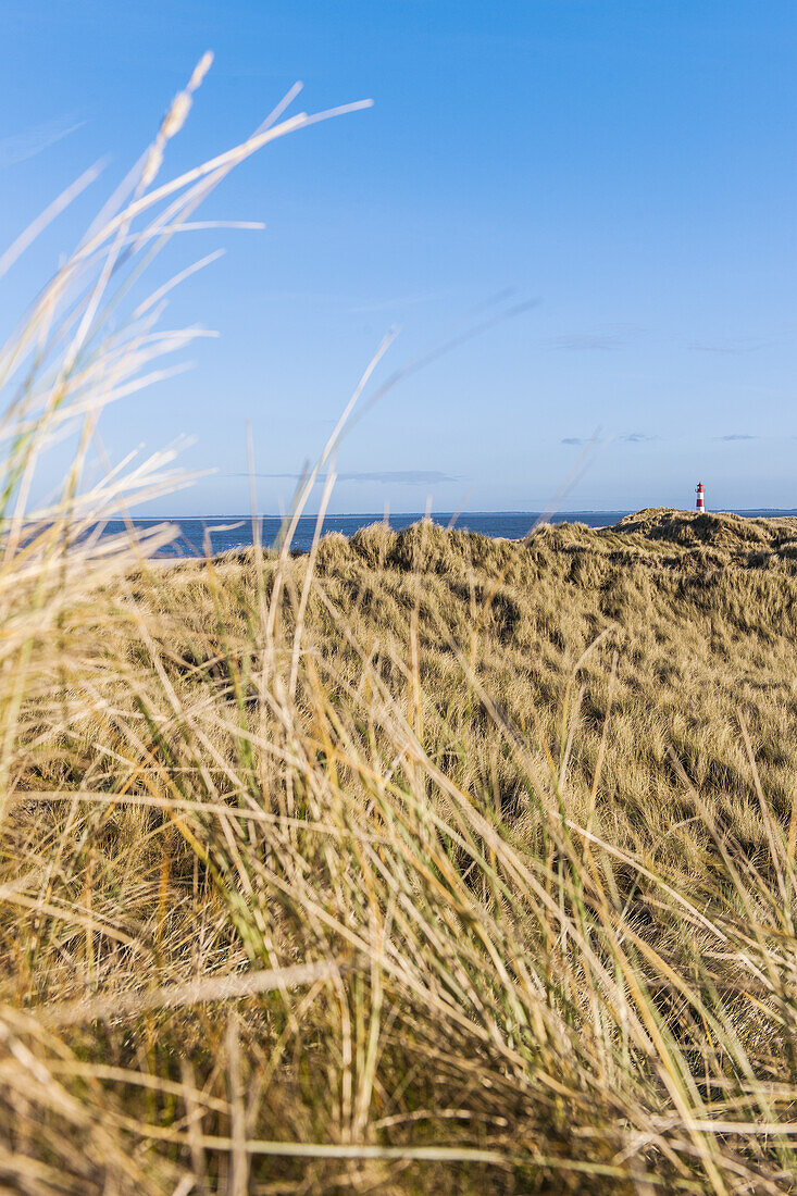 Leuchtturm im Naturschutzgebiet am Ellenbogen, Insel Sylt, Schleswig-Holstein, Norddeutschland, Deutschland