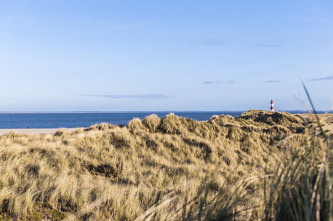 Leuchtturm im Naturschutzgebiet am Ellenbogen, Insel Sylt, Schleswig-Holstein, Norddeutschland, Deutschland