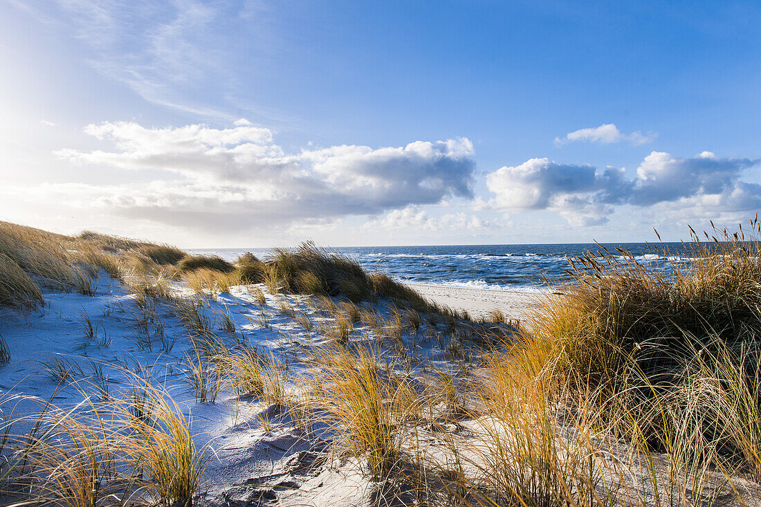 Nature reserve on Ellenbogen, island of Sylt, Schleswig-Holstein, north Germany, Germany