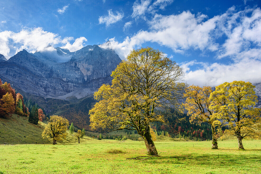 Ahorn im Herbstlaub mit Spritzkarspitze, Großer Ahornboden, Eng, Naturpark Karwendel, Alpenpark Karwendel, Karwendel, Tirol, Österreich