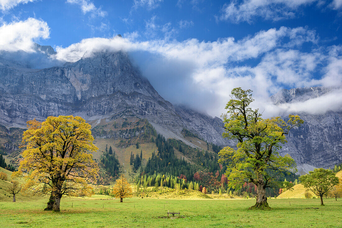 Ahorn im Herbstlaub mit Spritzkarspitze in Wolken, Großer Ahornboden, Eng, Naturpark Karwendel, Alpenpark Karwendel, Karwendel, Tirol, Österreich