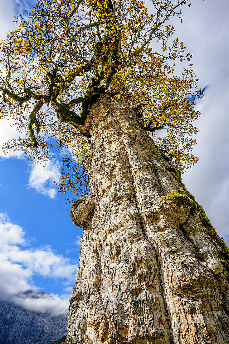 Baumstamm eines Ahorn im Herbstlaub, Großer Ahornboden, Eng, Naturpark Karwendel, Alpenpark Karwendel, Karwendel, Tirol, Österreich