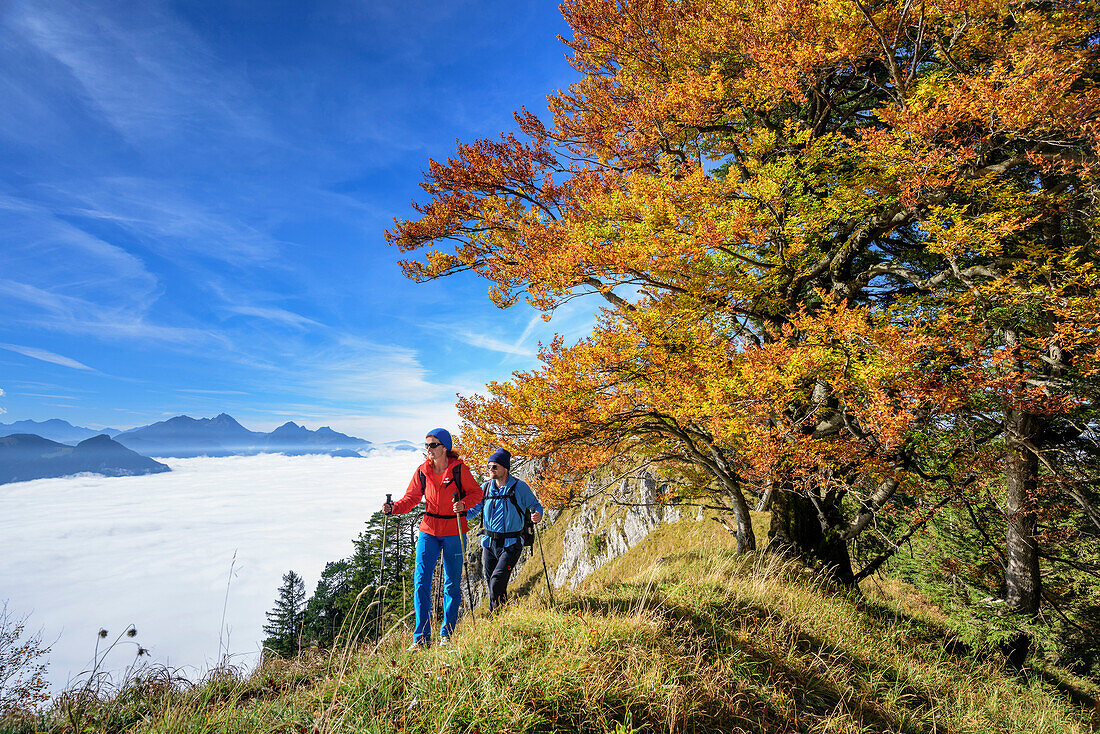 Two persons hiking with beech trees in autumn colours with fog in valley of Inn, Wendelstein in background, view from Heuberg, Heuberg, Chiemgau, Chiemgau Alps, Upper Bavaria, Bavaria, Germany