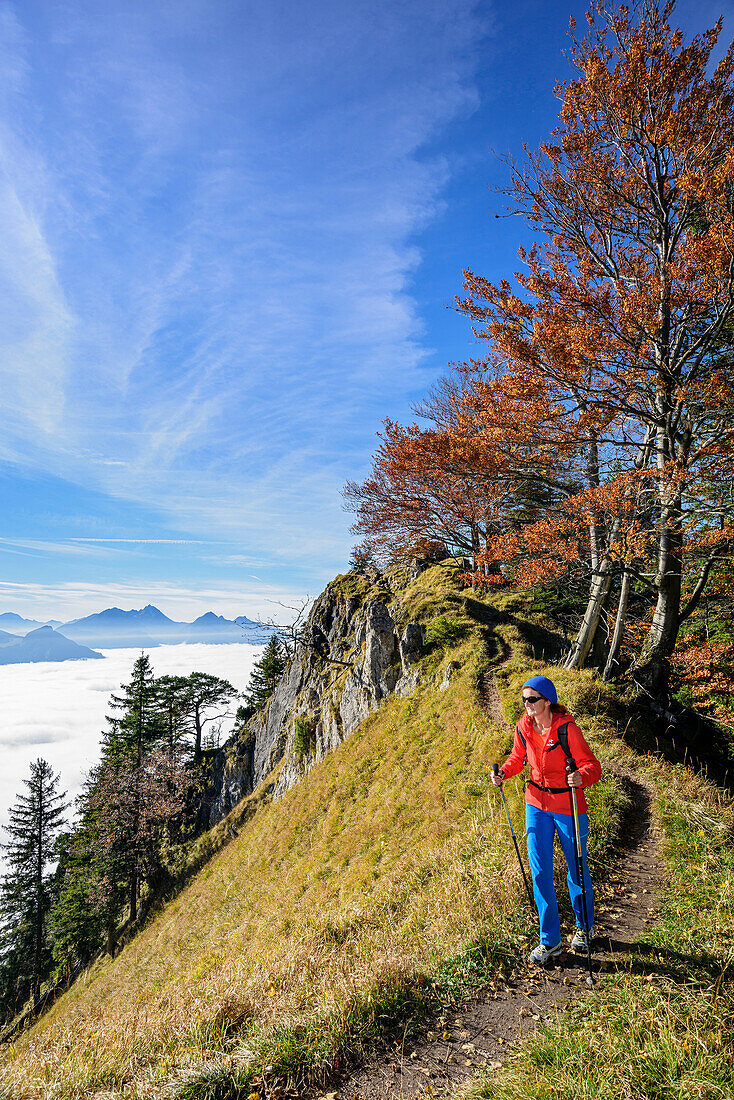 Woman hiking with beech trees in autumn colours with fog in valley of Inn, Wendelstein in background, view from Heuberg, Heuberg, Chiemgau, Chiemgau Alps, Upper Bavaria, Bavaria, Germany