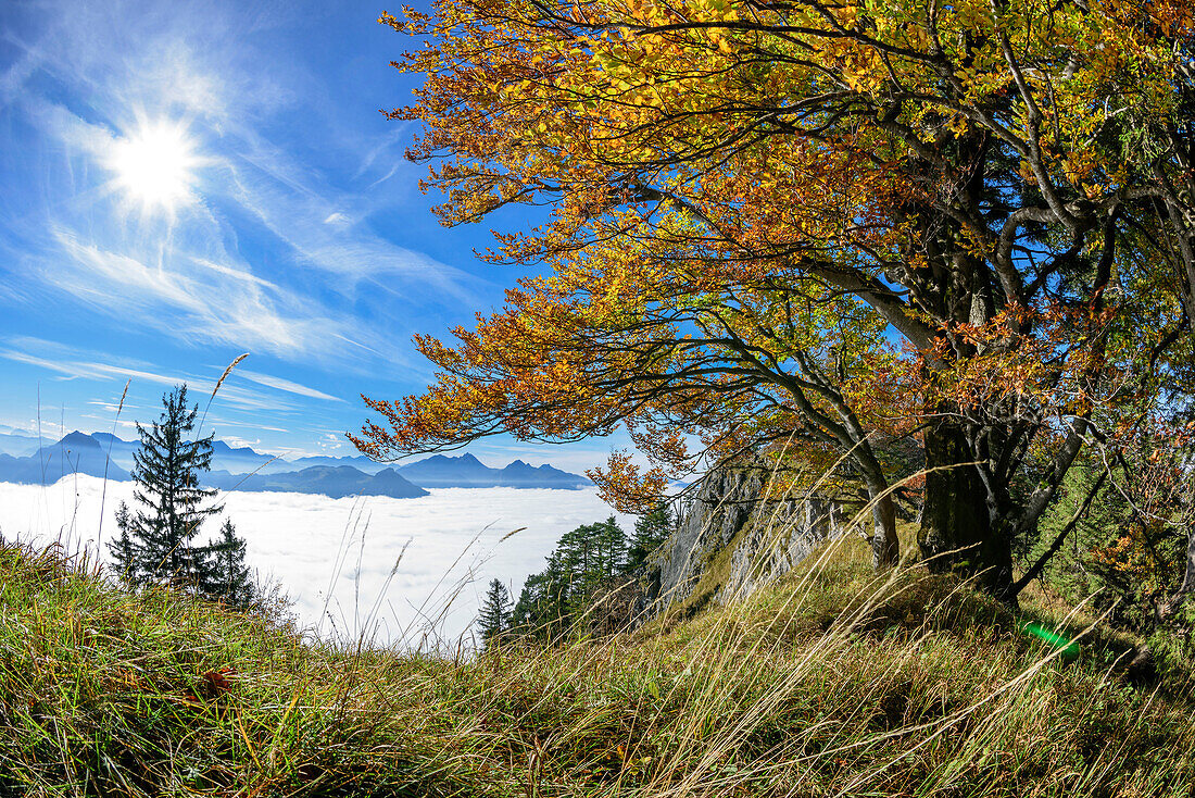 Beech tree in autumn colours with fog in valley of Inn, Wendelstein in background, view from Heuberg, Heuberg, Chiemgau, Chiemgau Alps, Upper Bavaria, Bavaria, Germany