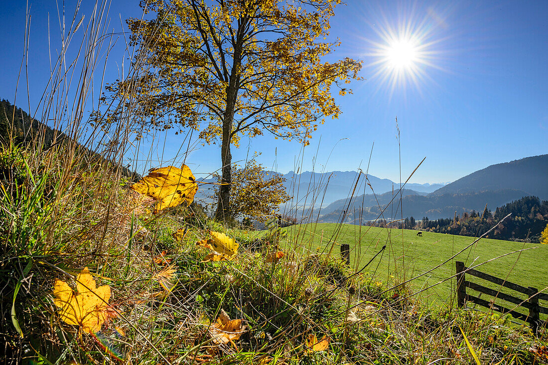 Tree in autumn colours in front of valley of Inn and Kaiser range, Wildbarren, Mangfall range, Bavarian Alps, Upper Bavaria, Bavaria, Germany