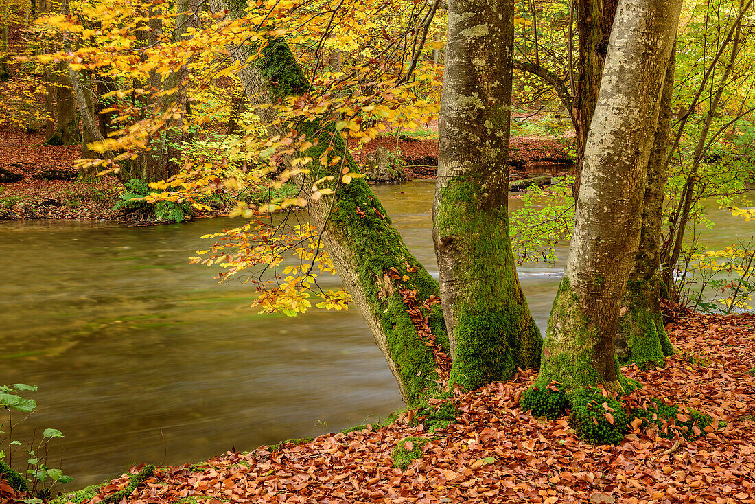 Beech trees in autumn colours with river Wuerm, valley of Muehltal, valley of Wuermtal, Starnberg, Upper Bavaria, Bavaria, Germany