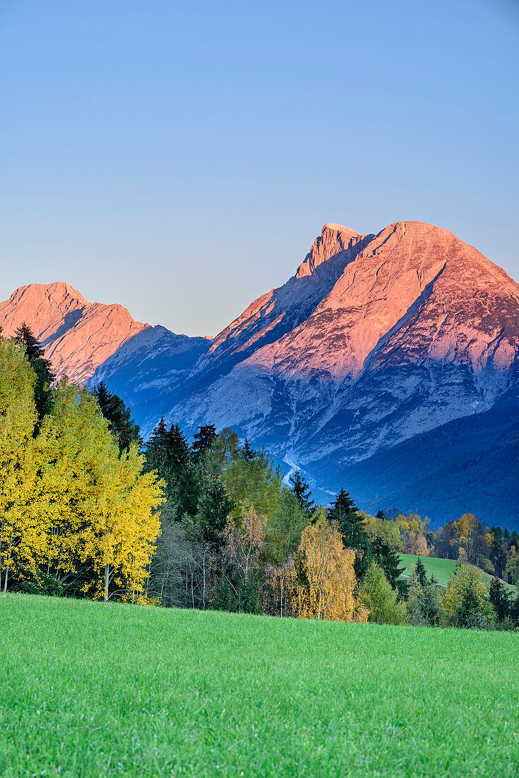 Hohe Munde im Alpenglühen mit herbstlich verfärbten Bäumen, Inntal, Mieminger Berge, Tirol, Österreich
