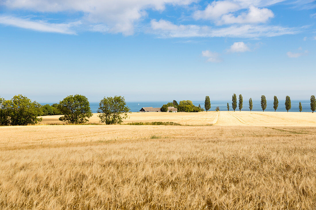 Weizenfeld, Kornfeld im Sommer, dänische Ostseeinsel, Ostsee, Insel Bornholm, bei Gudhjem, Dänemark, Europa