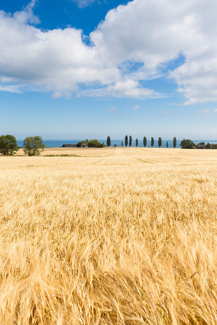 Weizenfeld, Kornfeld im Sommer, dänische Ostseeinsel, Ostsee, Insel Bornholm, bei Gudhjem, Dänemark, Europa