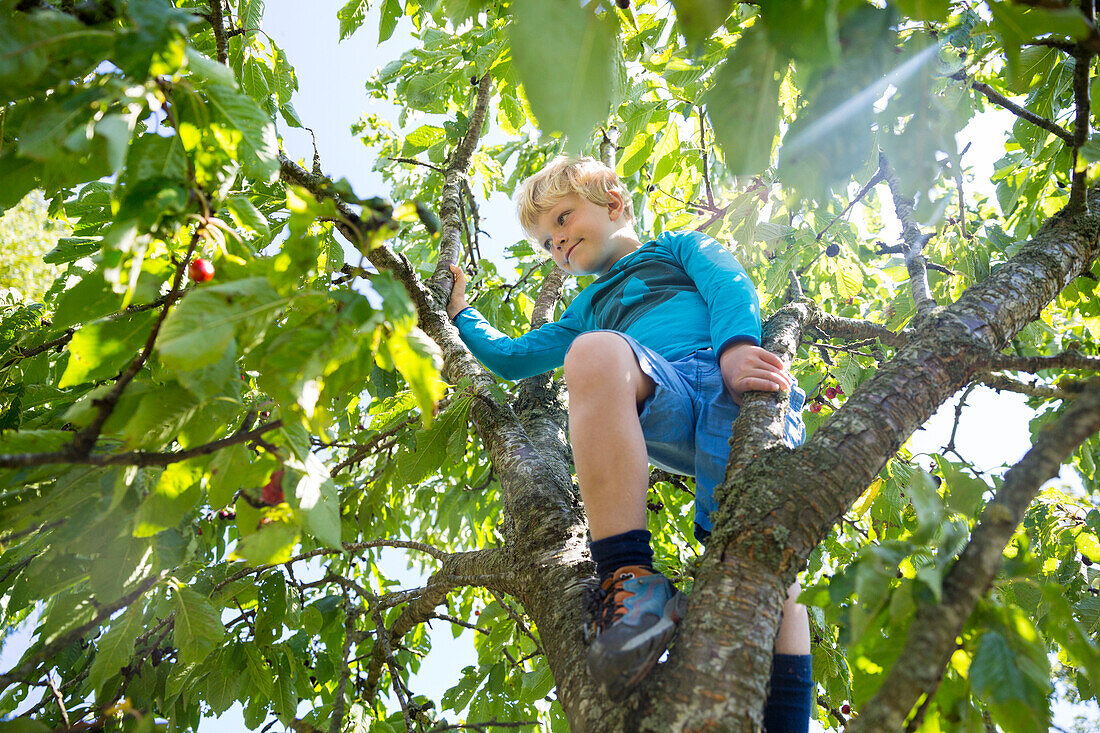 Junge, 5 Jahre, pflückt reife Kirschen im Kirschbaum, auf Bäume klettern, dänische Ostseeinsel, Ostsee, MR, Insel Bornholm, bei Gudhjem, Dänemark, Europa