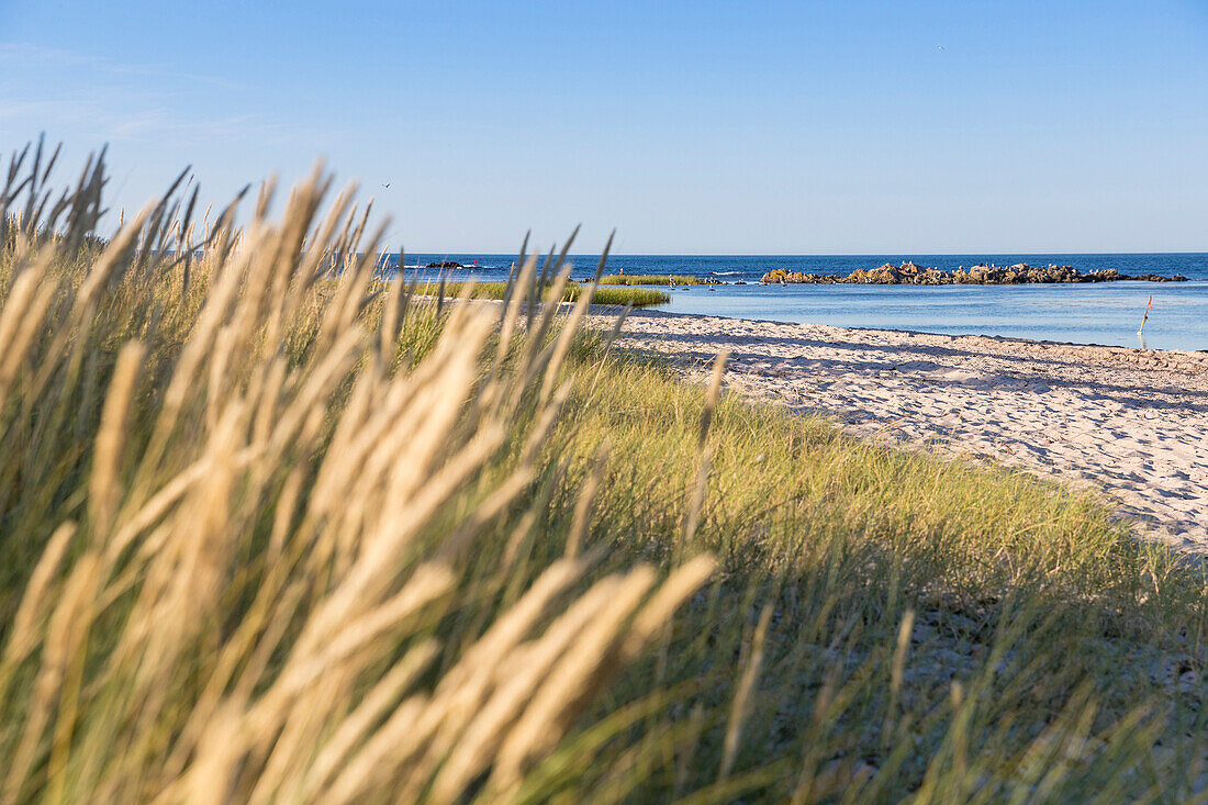 Beach south of Gudhjem, sandy beach, Baltic sea, Bornholm, Gudhjem, Denmark, Europe
