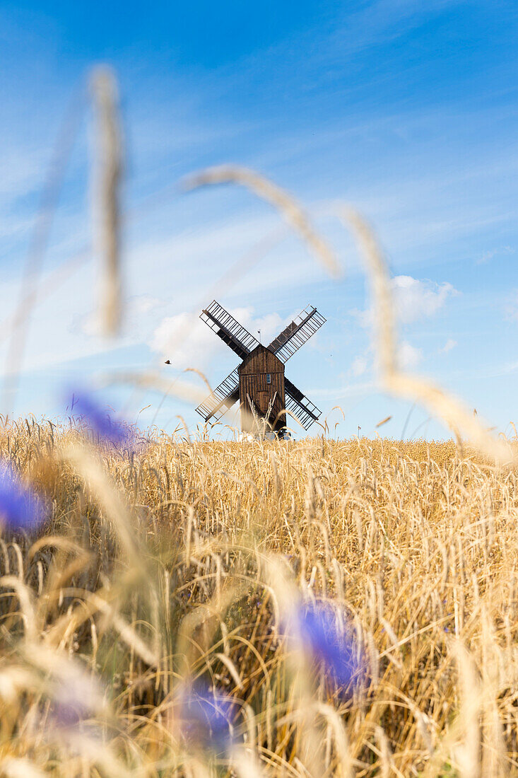 Windmill in a ryefield with cornflowers, summer, Baltic sea, Bornholm, near Gudhjem, Denmark, Europe