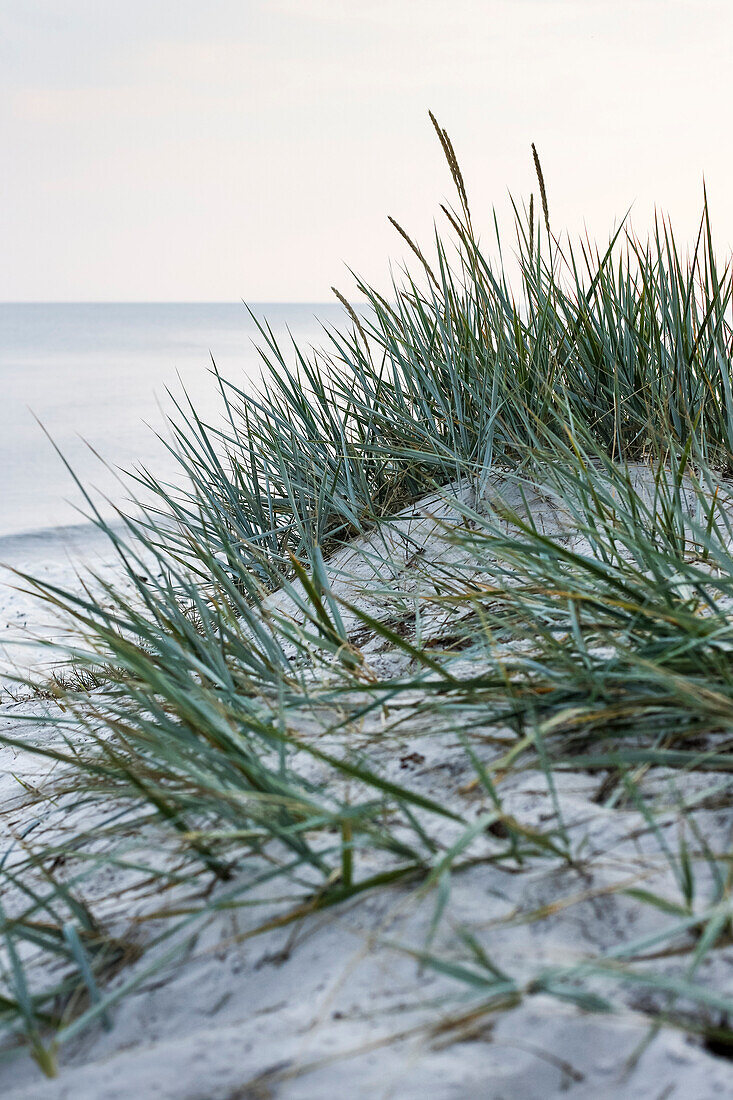 Gras am Strand, Traumstrand zwischen Strandmarken und Dueodde, Sommer, dänische Ostseeinsel, Ostsee, Insel Bornholm, Strandmarken, Dänemark, Europa