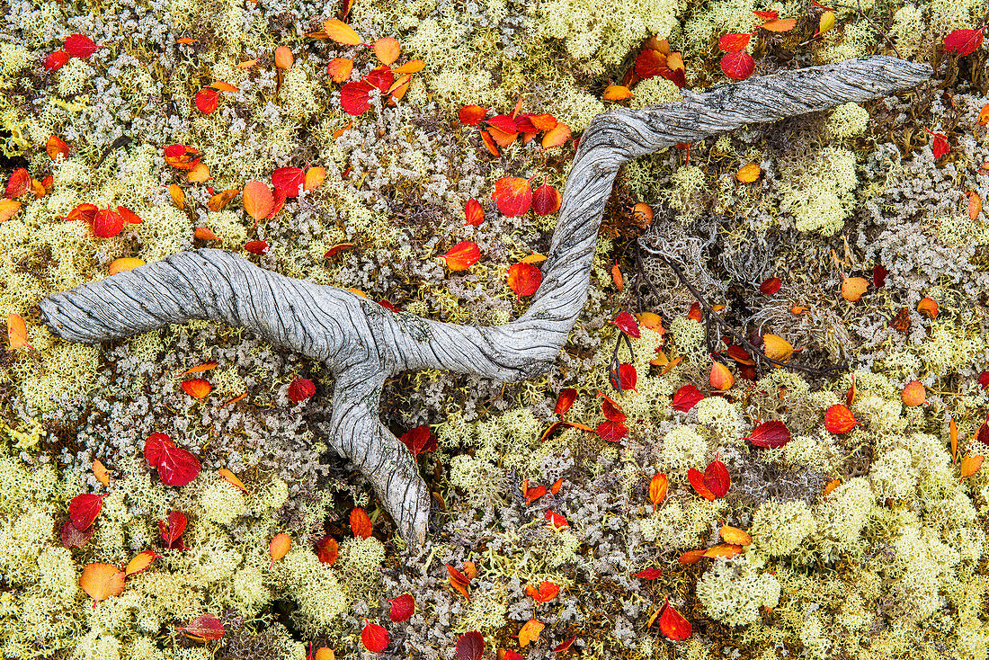 Curled piece of wood laying in the caribou moss along the Dempster Highway, Yukon, Canada