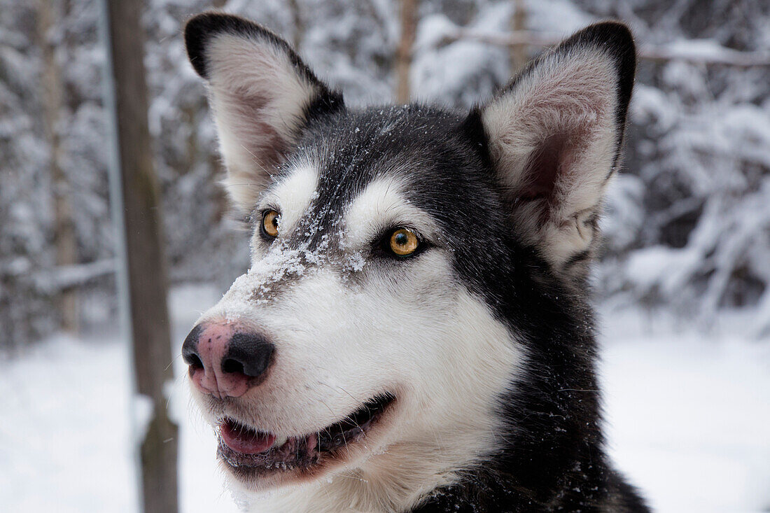 Portrait of a dog with snow on it's fur, Alaska, United States of America