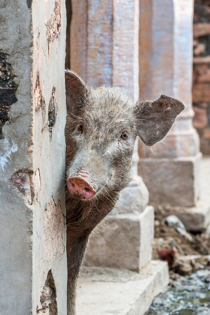 Pig peeping out from behind wall on the street in an old Indian village, Rampura Bas Ganwar, Rajasthan, India