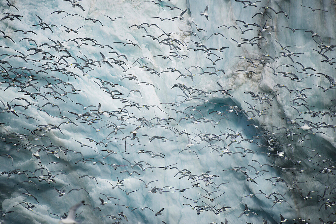 Mass of kittiwakes flying past ice cliff, Spitsbergen, Svalbard, Norway