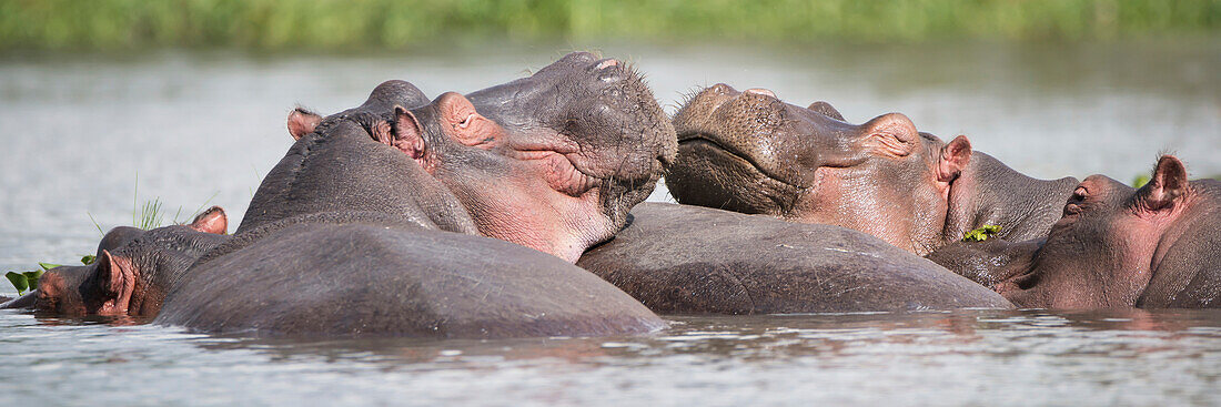 Two hippos (Hippopotamus amphibius) in a group in a lake, resting their heads on the back of another hippopotamus, green vegetation on the shore in the distance, Kenya